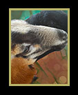 two purebred sheep in Belize thumbnail